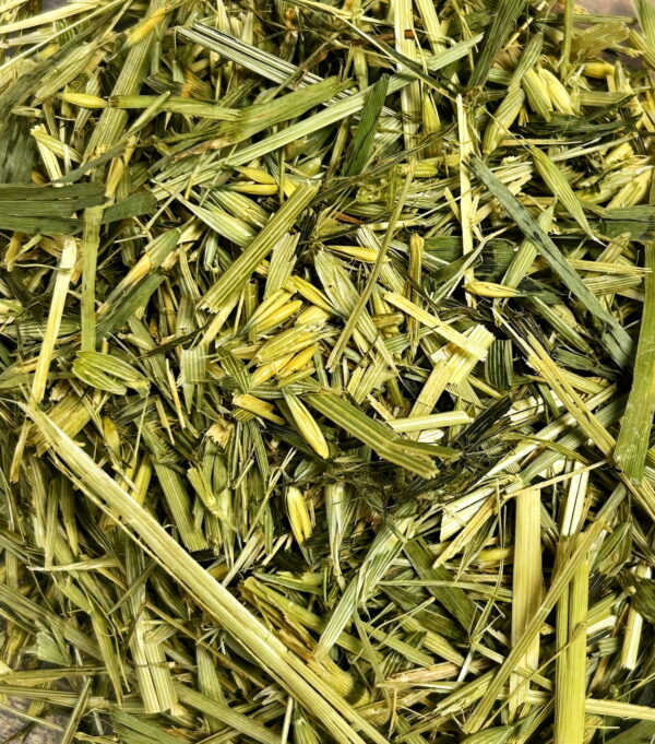 Groene tarwe